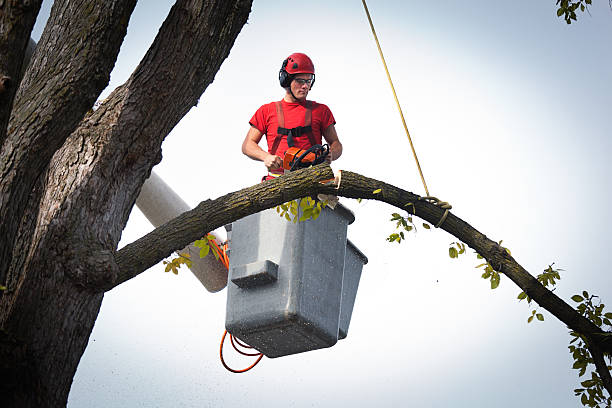 How Our Tree Care Process Works  in Scottsburg, IN